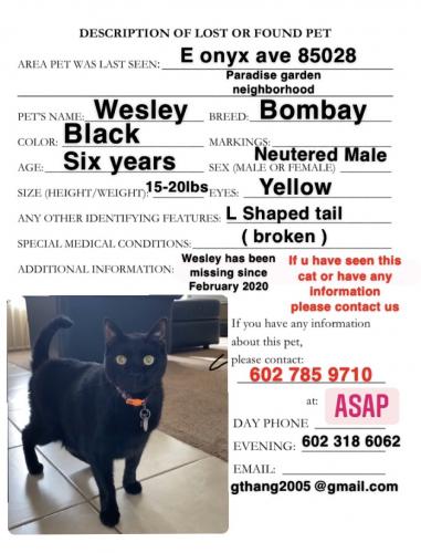 Lost Male Cat last seen Paradise valley , Phoenix, AZ 85253
