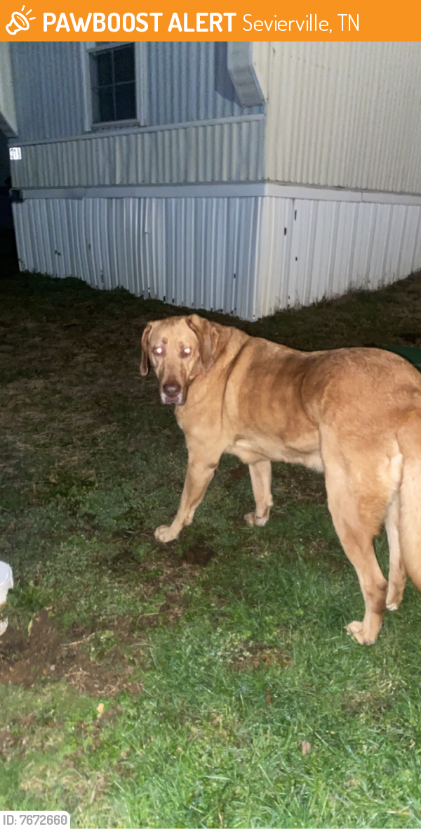 Found/Stray Female Dog last seen Jays market (gas station) , Sevierville, TN 37862