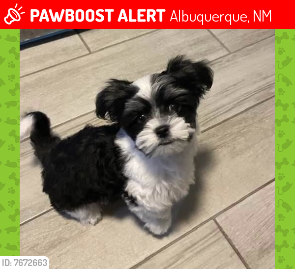 Lost Male Dog last seen Odelia and Edith , Albuquerque, NM 87102
