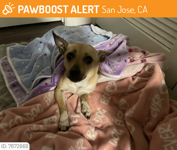 Found/Stray Male Dog last seen N. San Pedro street and Ryland st. , San Jose, CA 95110