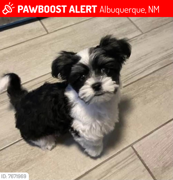 Lost Male Dog last seen Edith and Odelia!, Albuquerque, NM 87102
