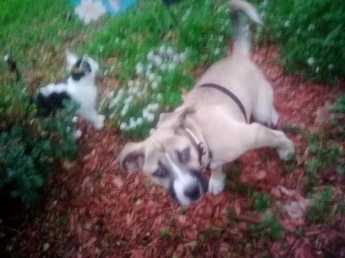 Lost Female Dog last seen Mckee and Alum Rock, East Foothills, CA 95127
