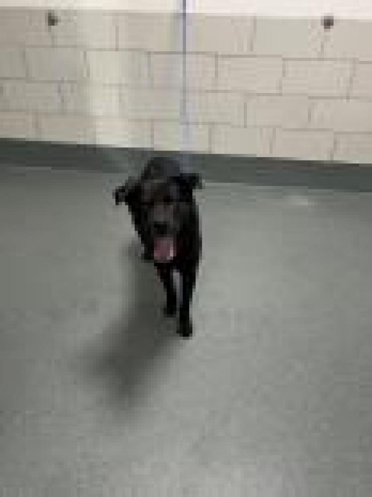 Shelter Stray Male Dog last seen West Falls Church, VA , Fairfax, VA 22032