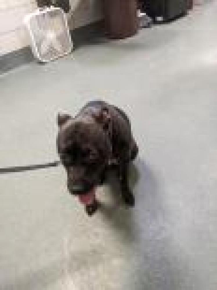 Shelter Stray Female Dog last seen McLean, VA , Fairfax, VA 22032