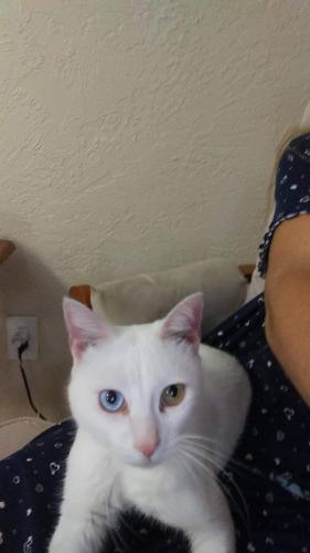 Lost Male Cat last seen The Mall Clearwater FL, Clearwater, FL 33755