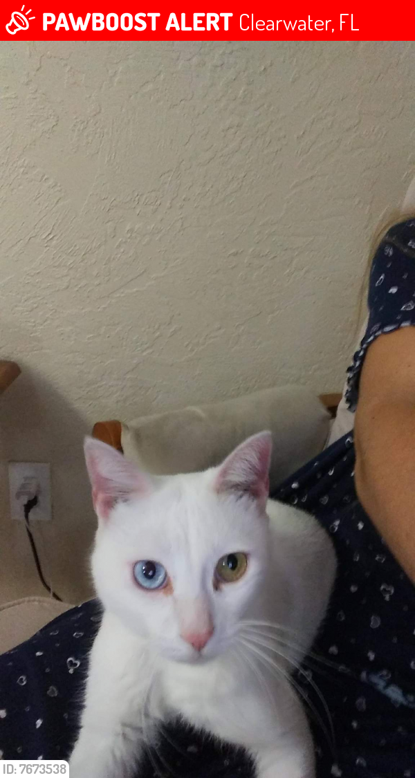 Lost Male Cat last seen The Mall Clearwater FL, Clearwater, FL 33755