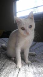 Lost Male Cat last seen The mall Clearwater Fl, Clearwater, FL 33755