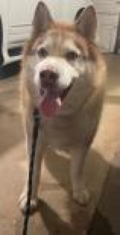 Shelter Stray Male Dog last seen Great Falls, VA 22066, Fairfax, VA 22032