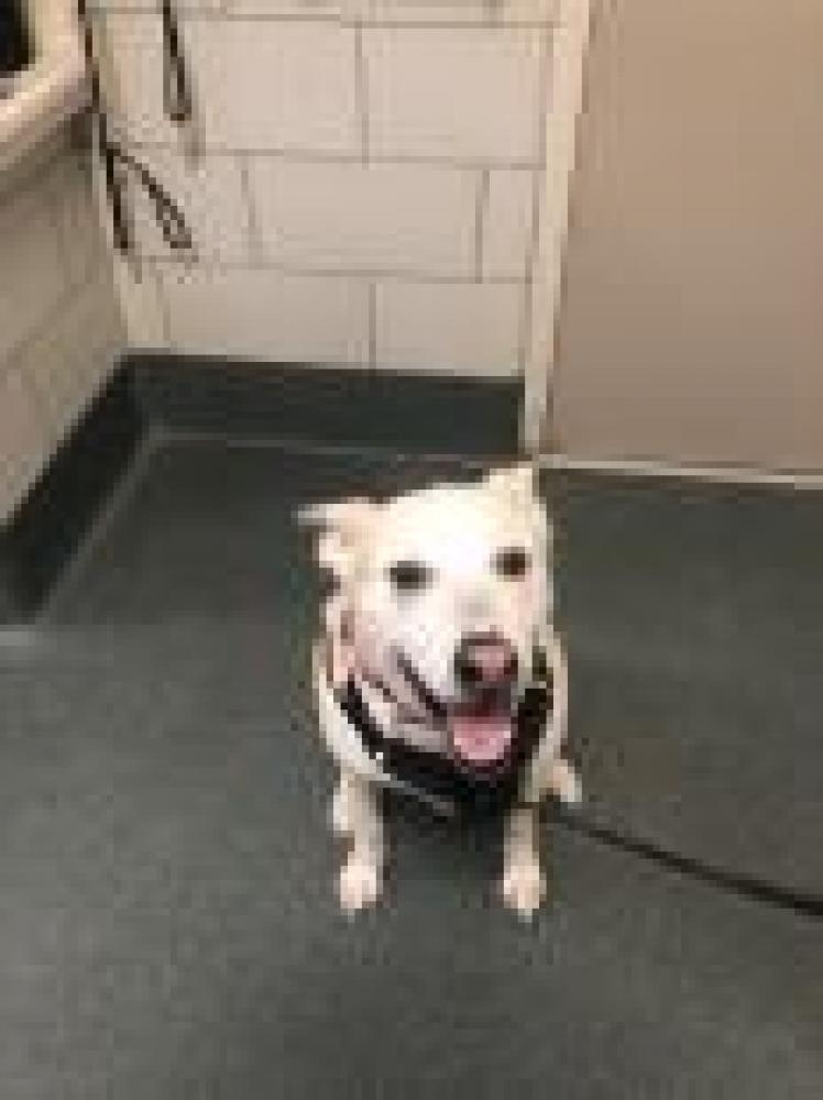 Shelter Stray Male Dog last seen Annandale, VA 22003, Fairfax, VA 22032