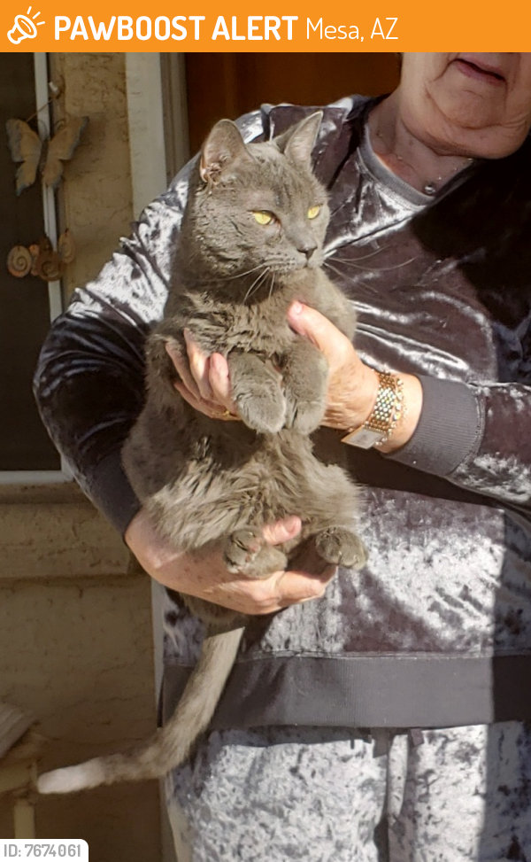 Found/Stray Male Cat last seen Broadway and Lindsey, Mesa, AZ 85204