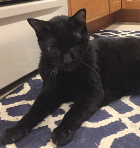 Lost Male Cat last seen Independence Circle off Edsall Rd., Alexandria, VA 22312