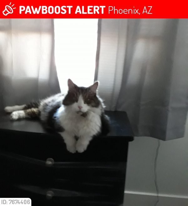 Lost Male Cat last seen 21st Ave/Northern , Phoenix, AZ 85021