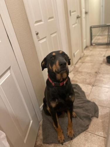 Lost Male Dog last seen Unser and Ladera, Albuquerque, NM 87120