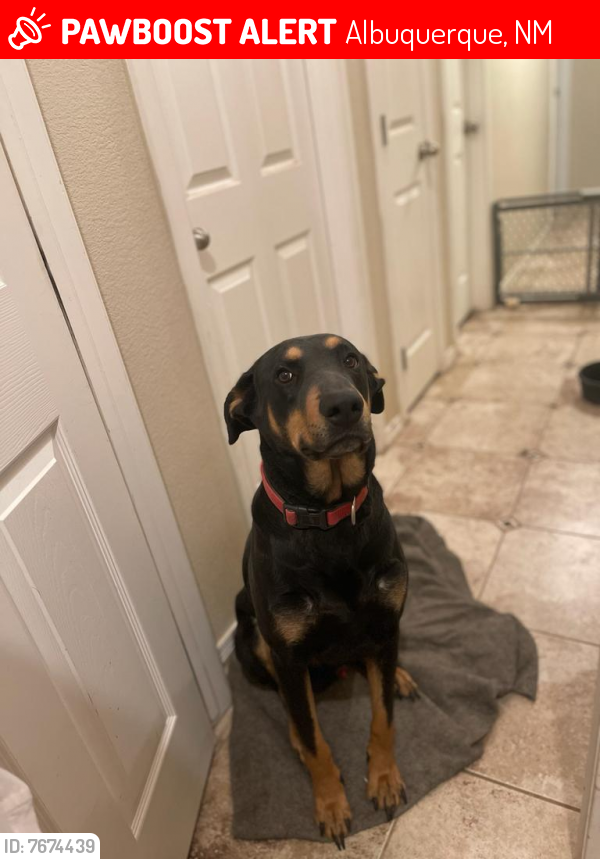 Lost Male Dog last seen Unser and Ladera, Albuquerque, NM 87120