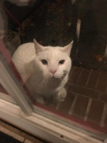 Found/Stray Male Cat last seen Near Sherwood Forest drive, Silver Spring, MD 20904