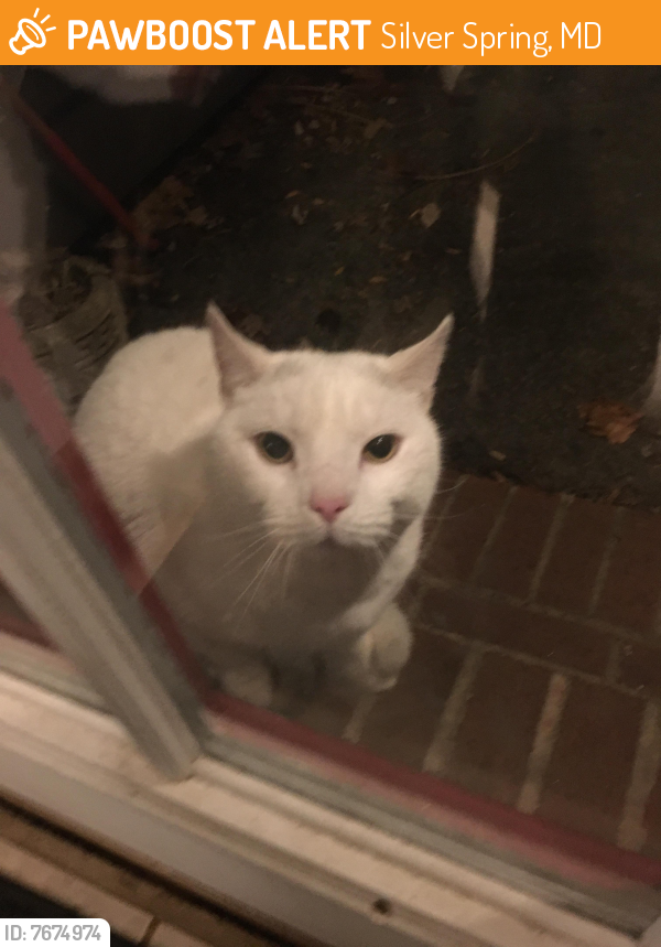 Found/Stray Male Cat last seen Near Sherwood Forest drive, Silver Spring, MD 20904