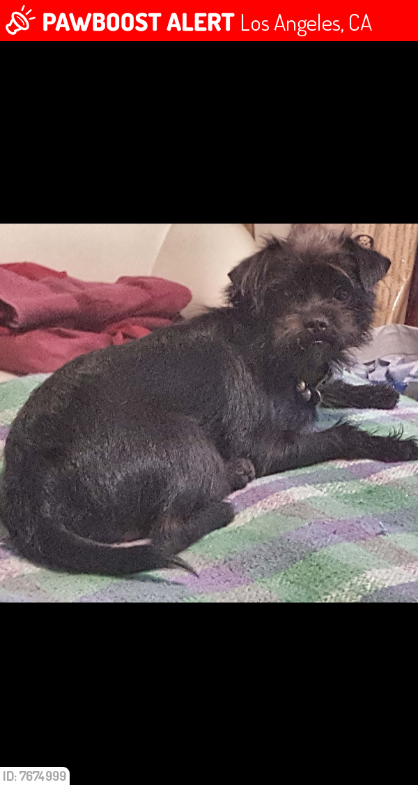 Lost Male Dog last seen Near Ensign Avenue, North Hollywood, Los Angeles, CA 91606