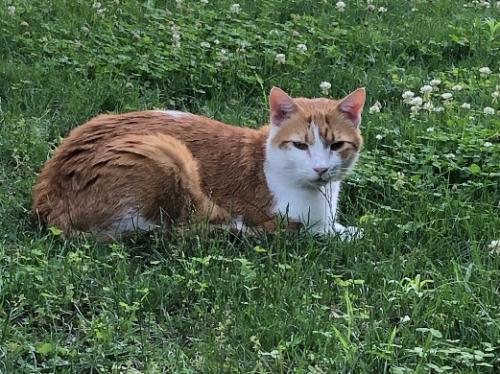 Lost Male Cat last seen N Highland St & Key Blvd, Arlington, VA, 22201, Arlington, VA 22201