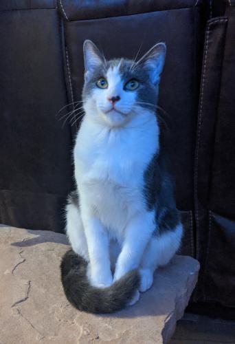 Lost Male Cat last seen Unser and Paradise NW, Albuquerque, NM 87114