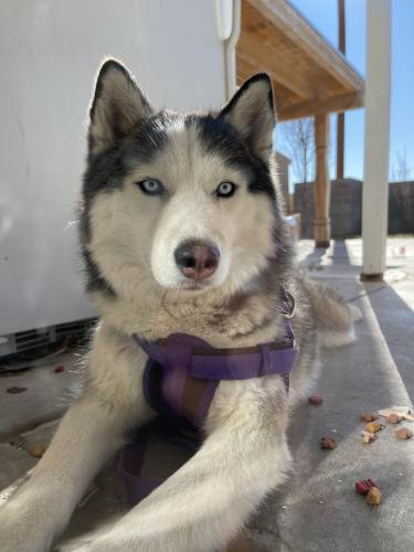 Found/Stray Female Dog last seen Tower & 98th , Albuquerque, NM 87121
