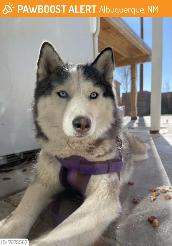 Found/Stray Female Dog last seen Tower & 98th , Albuquerque, NM 87121