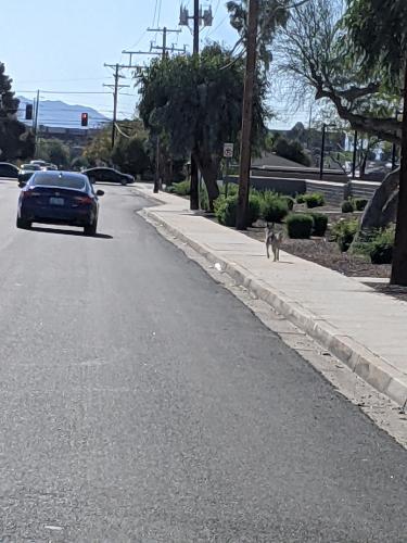 Found/Stray Unknown Dog last seen 27ave Bethany , Phoenix, AZ 85017
