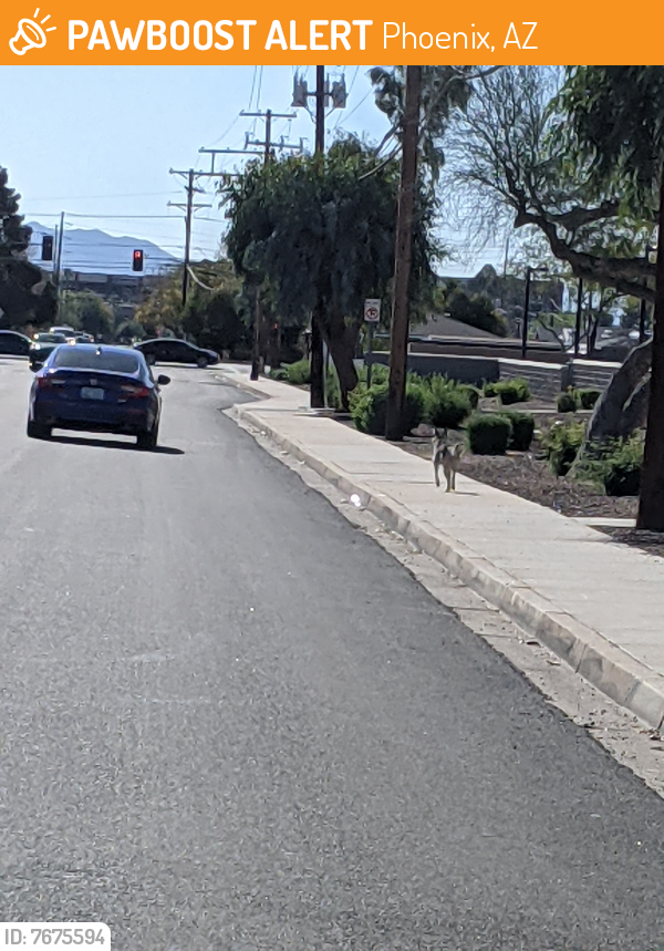 Found/Stray Unknown Dog last seen 27ave Bethany , Phoenix, AZ 85017
