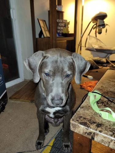 Lost Male Dog last seen 51st ave and behrend , Glendale, AZ 85308