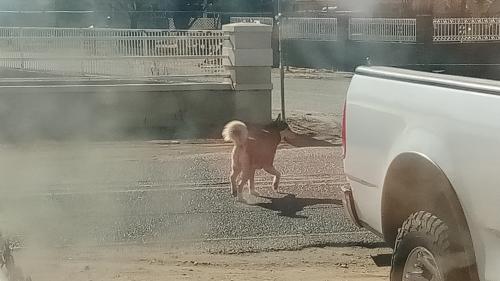 Found/Stray Unknown Dog last seen Near Barcelona elementary school, Albuquerque, NM 87105