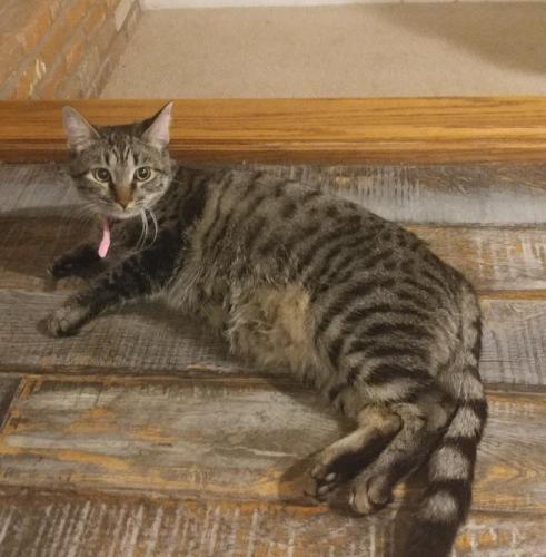 Lost Female Cat last seen 67th and Acoma, Peoria, AZ 85381