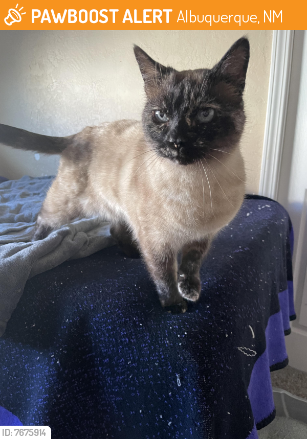 Found/Stray Female Cat last seen chama st ne/ marquette ave ne , Albuquerque, NM 87108