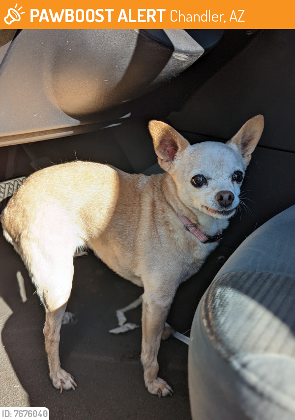 Found/Stray Female Dog last seen Cooper And Ray Rd, Chandler, AZ 85225