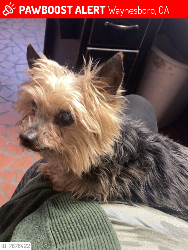 Lost Male Dog last seen Waynesboro Country club, Waynesboro, GA 30830