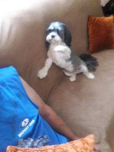 Lost Female Dog last seen Sabana Grande and Rincon de Romos, Rio Rancho, NM 87124
