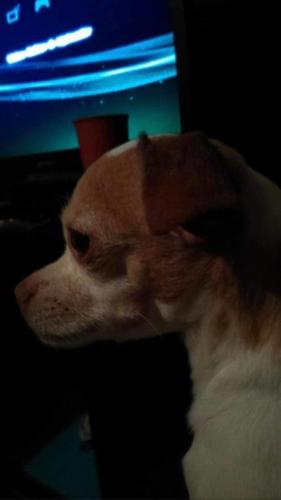 Lost Male Dog last seen Cirner benavides rd. /86th st, Albuquerque, NM 87121