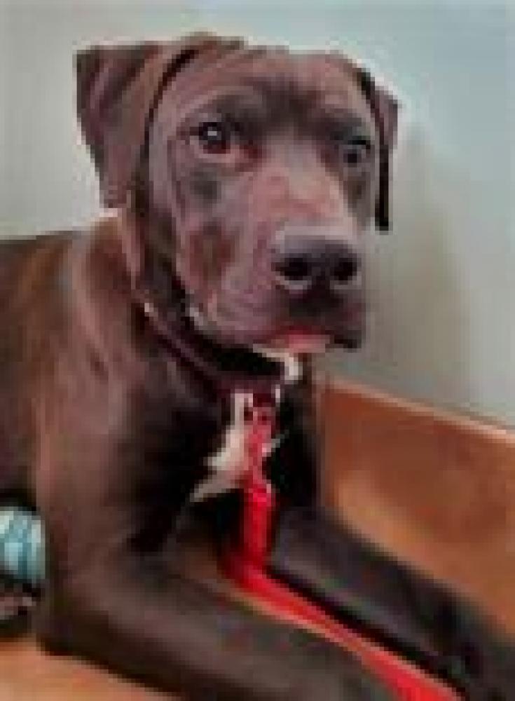 Shelter Stray Male Dog last seen Alexandria, VA 22306, Fairfax, VA 22032