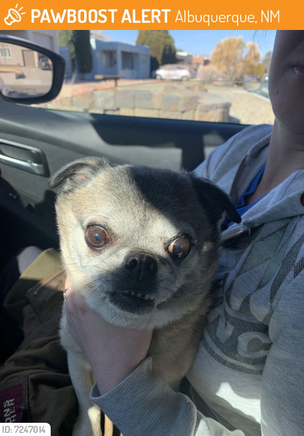 Rehomed Male Dog last seen Dakota, Albuquerque, NM 87110