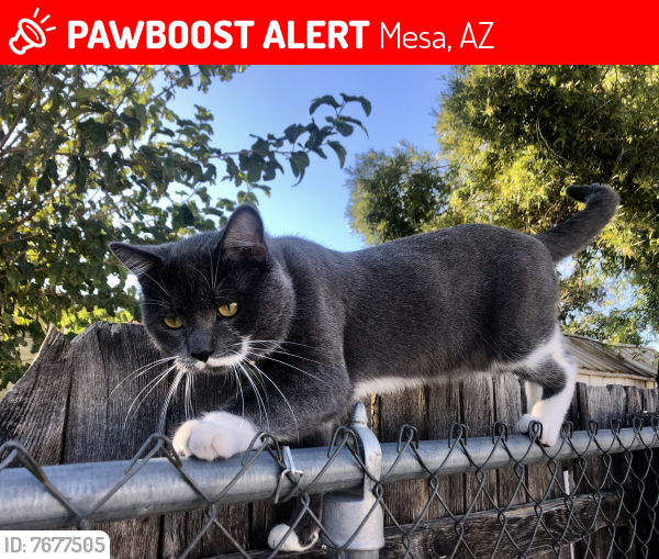 Lost Male Cat last seen broadway and 82nd st. east mesa , Mesa, AZ 85208