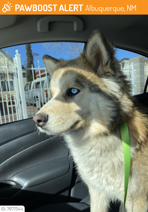 Found/Stray Male Dog last seen Tingley Park on 8th Street, Albuquerque, NM 87102