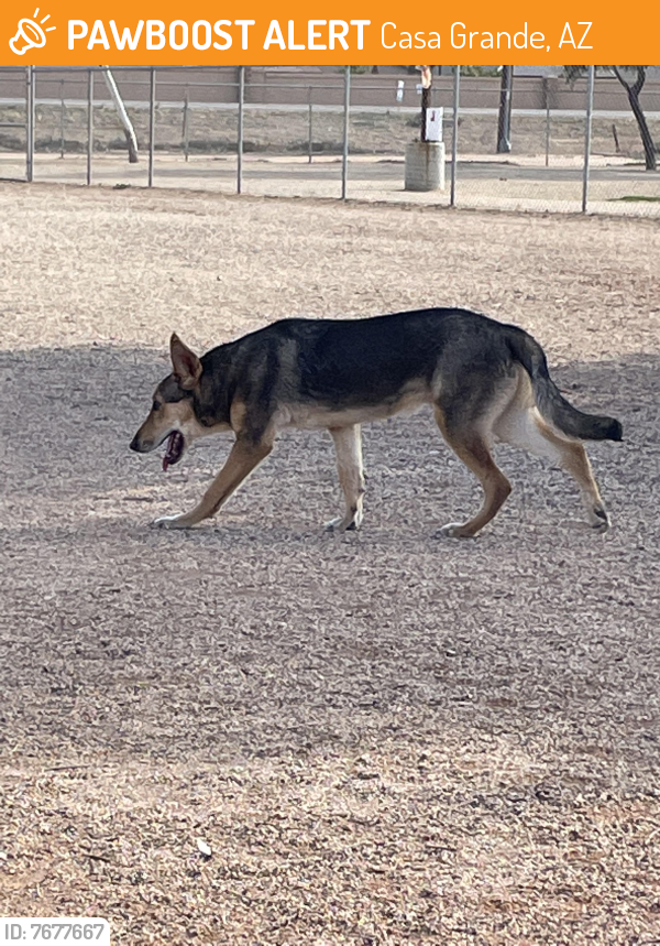 Rehomed Male Dog last seen E 10th place, Casa Grande, AZ 85122