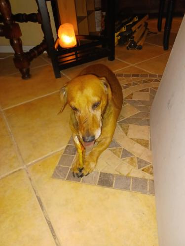 Found/Stray Male Dog last seen Chrystal Dr. / Olivine Rd, San Tan Valley, AZ 85143