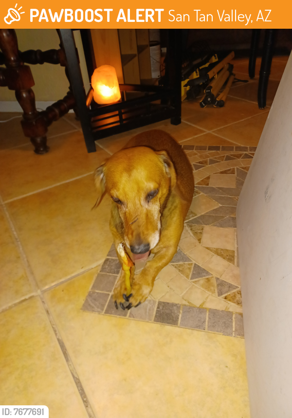 Rehomed Male Dog last seen Chrystal Dr. / Olivine Rd, San Tan Valley, AZ 85143