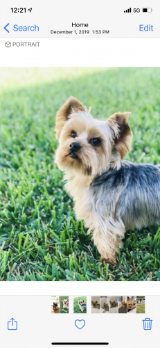Lost Male Dog last seen Near Ave and 99th Ter, Kendall West, FL 33193