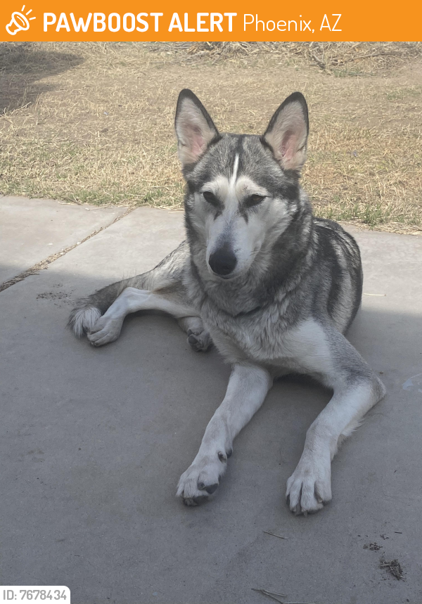 Found/Stray Female Dog last seen 19th Ave & Union Hills, Phoenix, AZ 85027