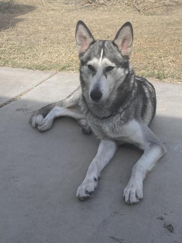 Found/Stray Female Dog last seen 19th Ave & Union Hills, Phoenix, AZ 85027
