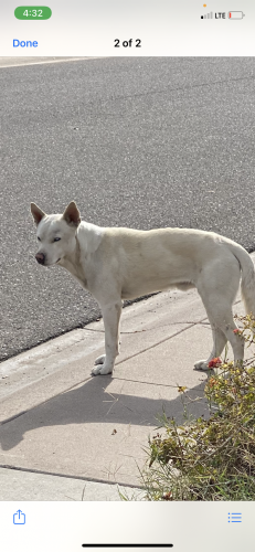 Found/Stray Male Dog last seen Near n 47th dr Glendale az 85301, Glendale, AZ 85301