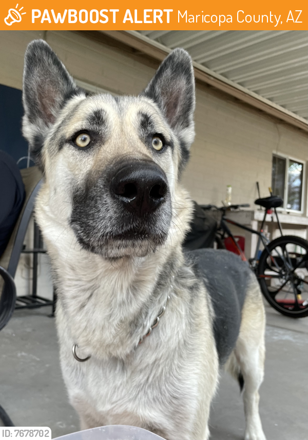 Found/Stray Male Dog last seen Near 67th ave and Peoria, Maricopa County, AZ 85381