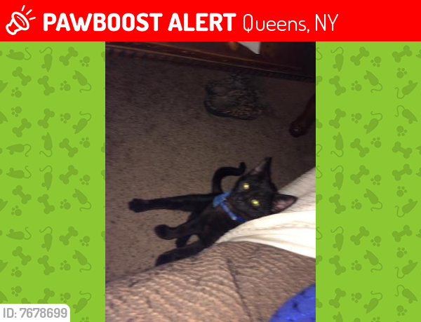 Lost Male Cat last seen Near St & 155 Ave Howard Beach, NY Lindenwood section, Queens, NY 11414