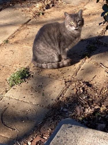 Found/Stray Unknown Cat last seen First Street, Fairfax, VA 22030