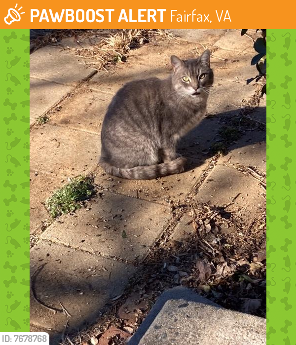 Found/Stray Unknown Cat last seen First Street, Fairfax, VA 22030
